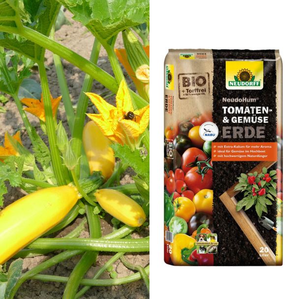 Culinaro-Gold F1 + NeudoHum® Tomaten- und Gemüseerde (Sparangebot)