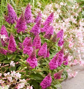 Sommerflieder Candy Little Cerise