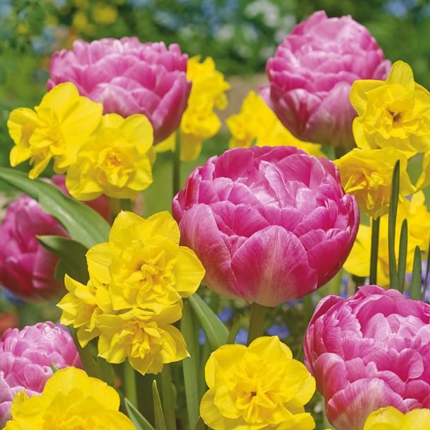 Golden Cotton 'Candy-Mix'