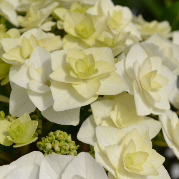Hortensie 'Doppio® Bianco'