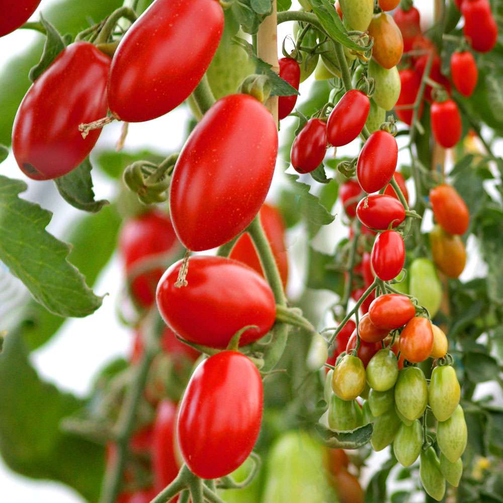 'Marzino' F1 MiniRomaTomate Tomaten Gemüsepflanzen Gemüse