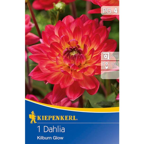 Dahlien Kilburn Glow