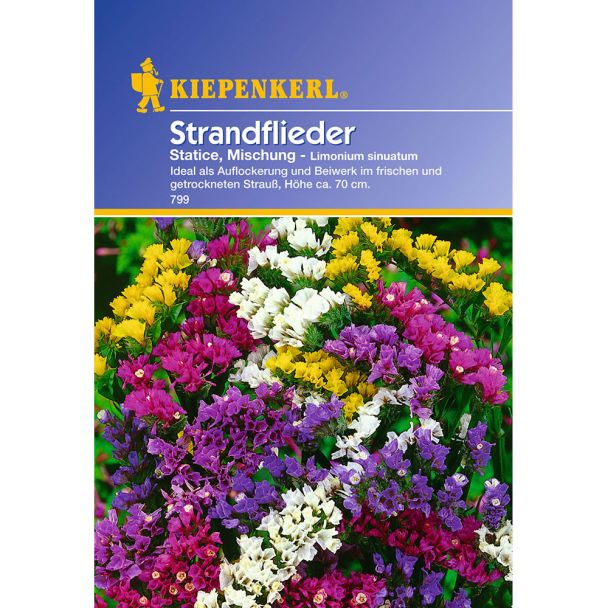 Strandflieder 'Statice, Mischung'