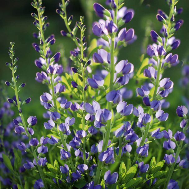 Indigo Lupine