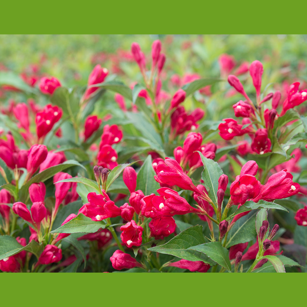 ZwergWeigelie 'All Summer Red®' Blüh & Ziergehölze Sträucher