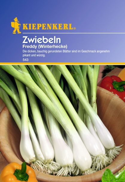 Zwiebeln 'Freddy' (Winterhecke)