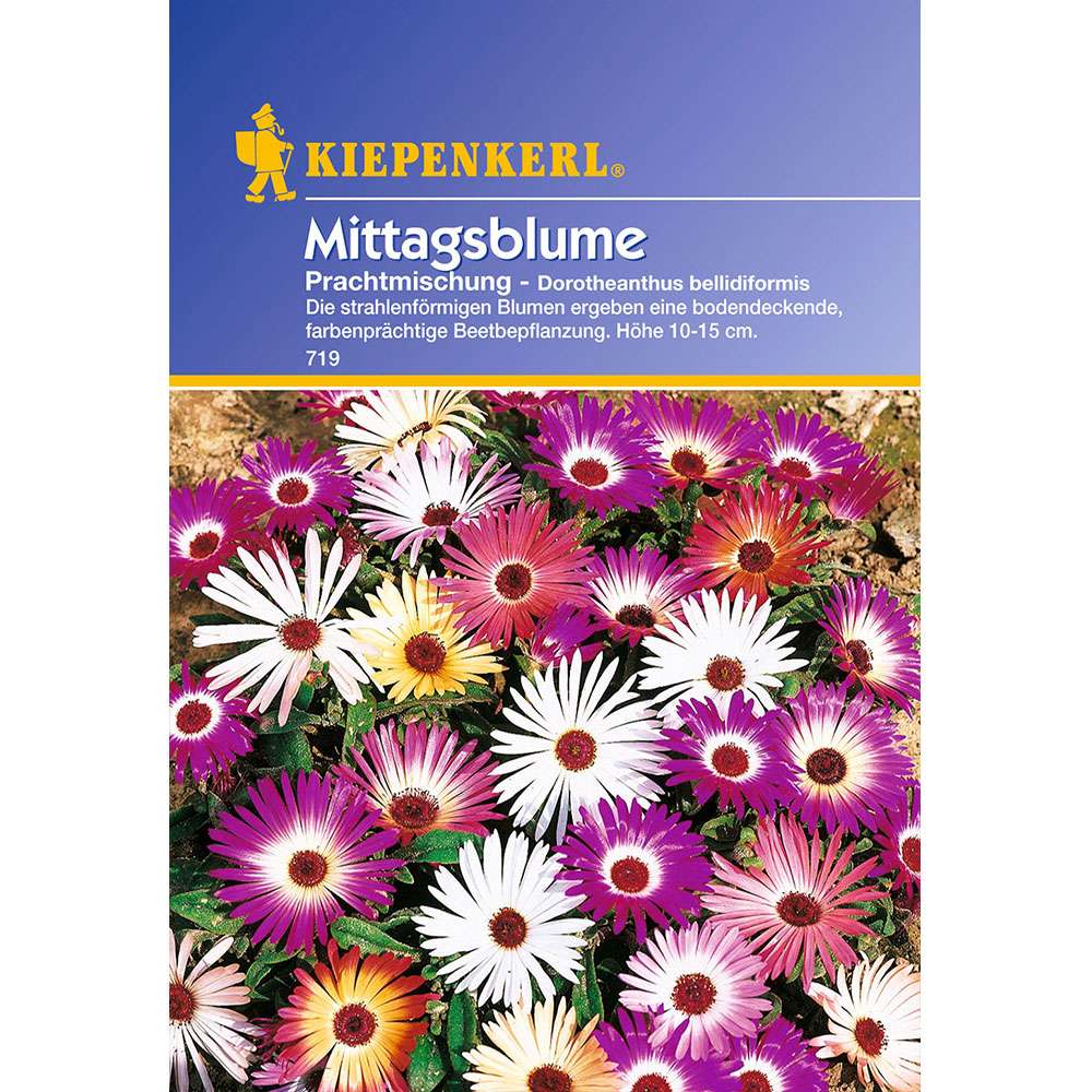 'Mittagsblume' Prachtmischung Einjährige Sommerblumen Blumensamen