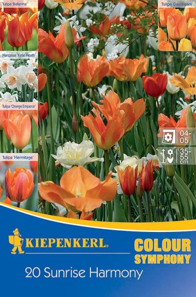 Symphony of Colour 'Sunrise Harmony'