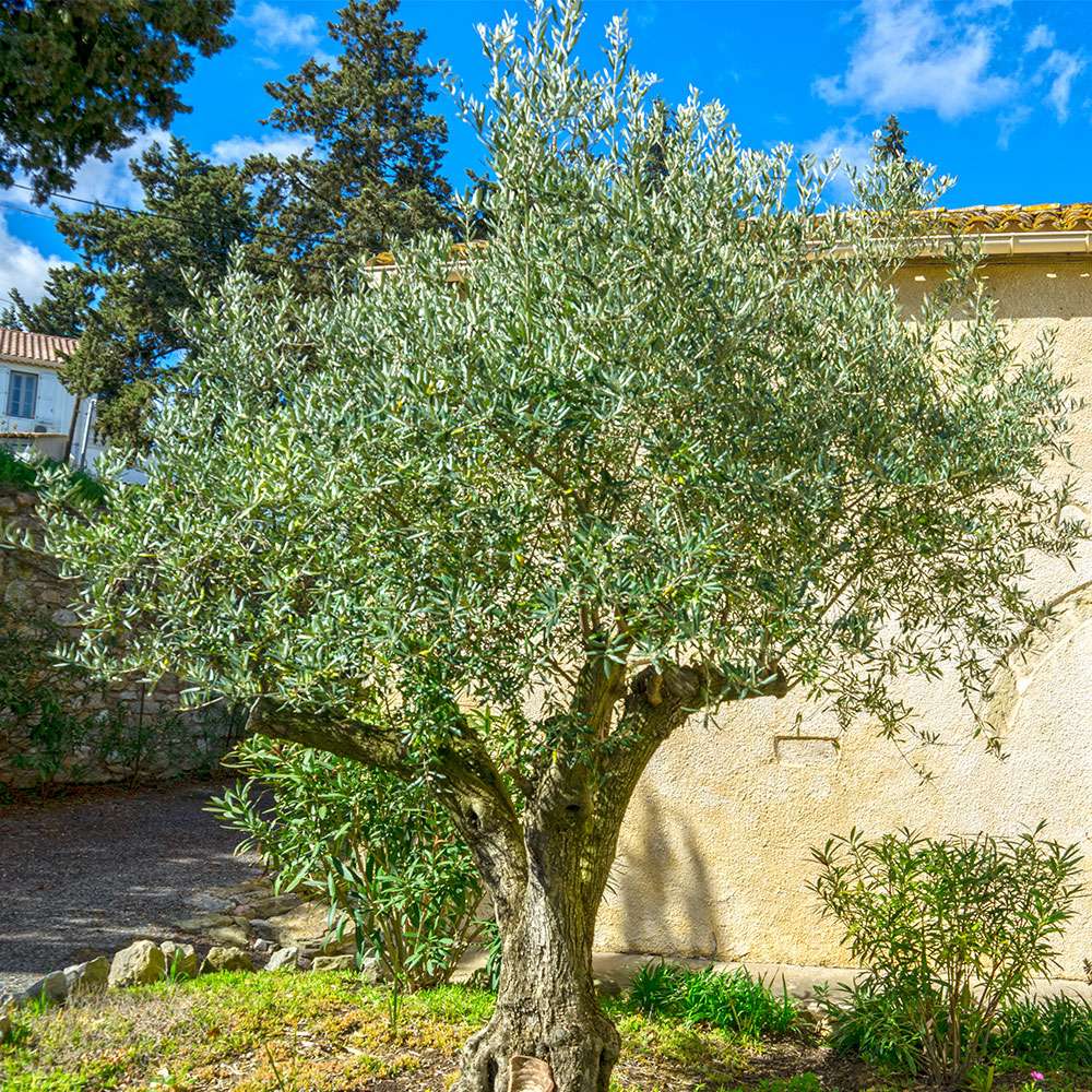 Olivenbaum Orvieto kaufen | Ahrens+Sieberz - Pflanzenversand & Gartenbedarf