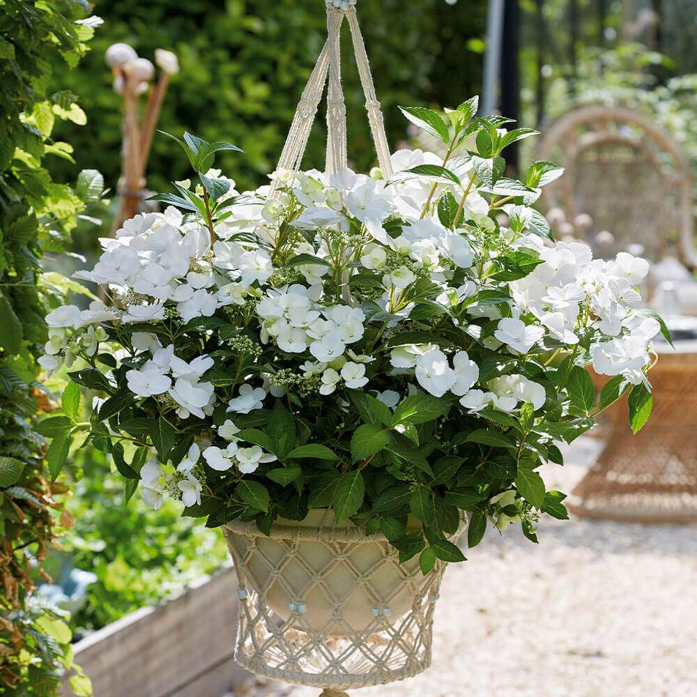 Hortensie Runaway Bride kaufen | Ahrens+Sieberz