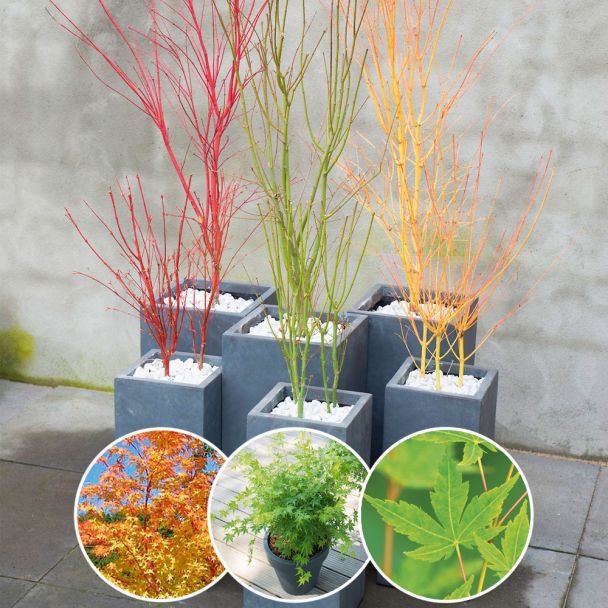 Set-Preis: je 1 x Acer palmatum Sangokaku, Going Green und Bi Hoo