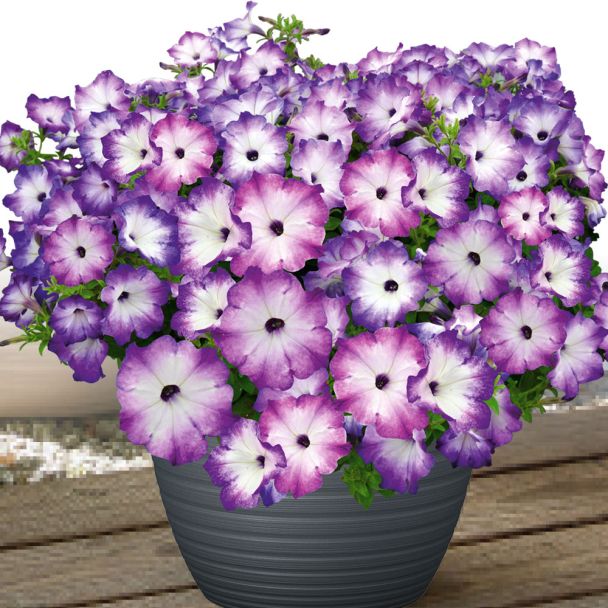 Petunie Purple Storm