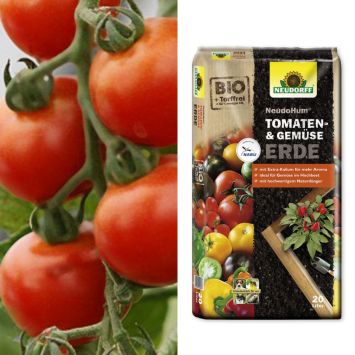 Freiland-Tomate 'Harzfeuer' F1 + NeudoHum® Tomaten- und Gemüseerde (Sparangebot)
