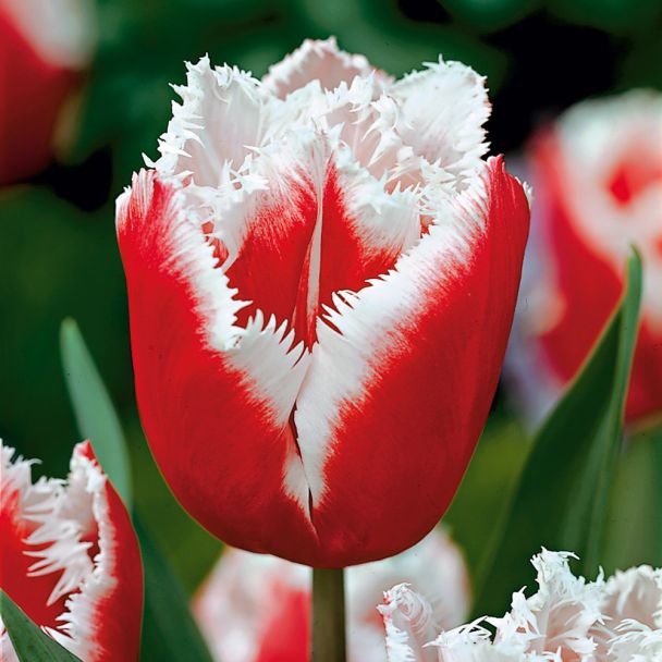 Crispa-Tulpen Canasta, gefranst