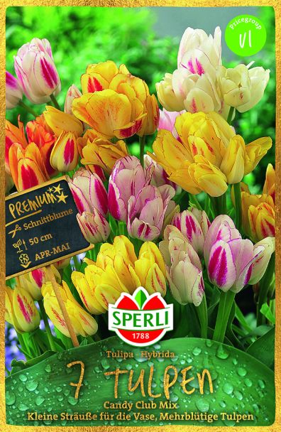 Mehrblütige Tulpen 'Candy Club' Mix