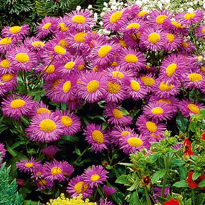 Aster Stauden hoch Blühstauden Stauden Ahrens+Sieberz