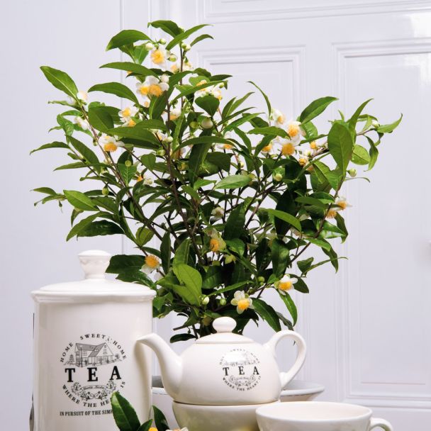 'Green Flower Tea' - Echte China-Grünteepflanze