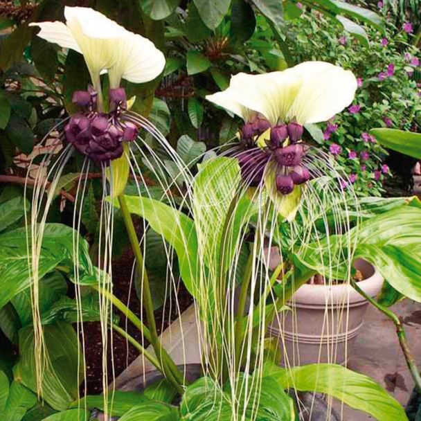 Tacca White Beauty