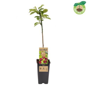 Kirschbaum Regina (50cm)