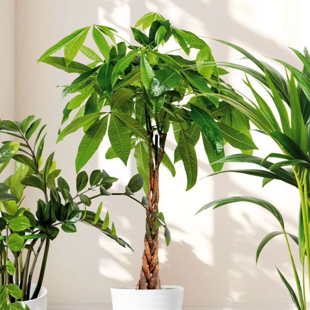 Glückskastanie mit geflochtenem Stamm