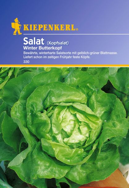 Kopfsalat 'Winter Butterkopf'