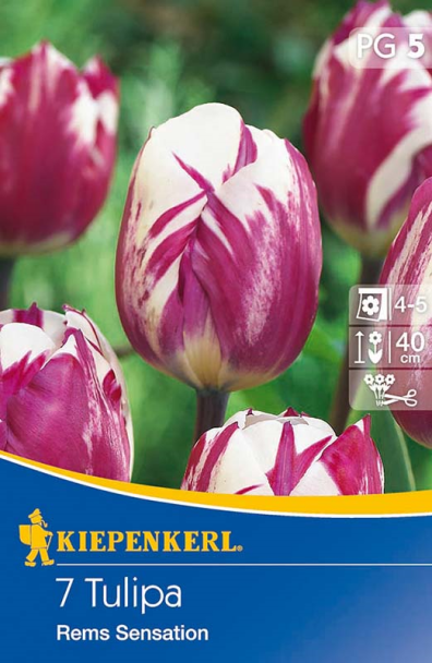 Triumph-Tulpen `Rems Sensation` - Blumenzwiebel