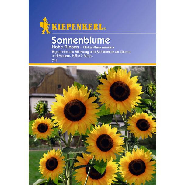 Sonnenblume 'Hohe Riesen'