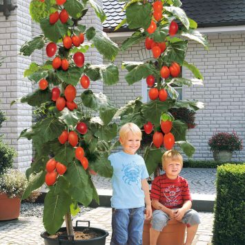 Riesen-Baum-Tomate 'Grandiccio®'