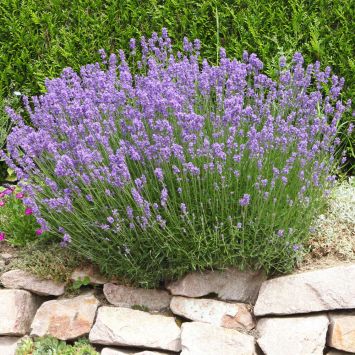 Lavendel XL