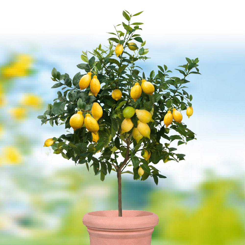 Zitrone Echter Zitronenbaum verschiedene Größen Citrus limon 