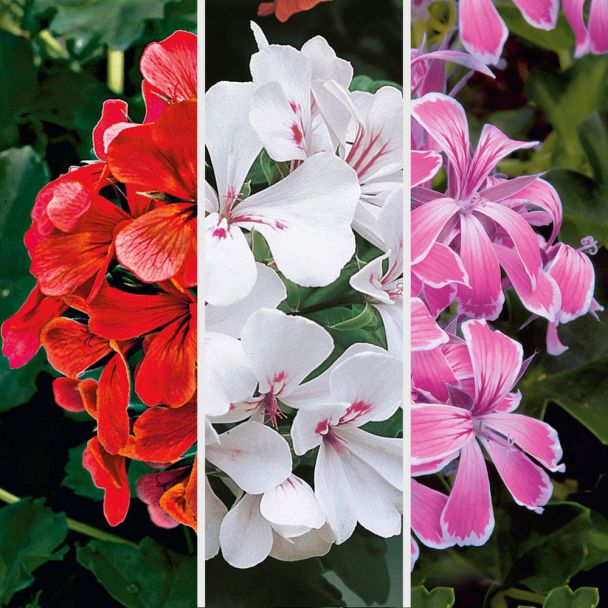 Echte Tiroler Hänge-Geranien 'Tirolia': Farbtrio (3 x Rot, 3 x Weiß, 3 x Pink)