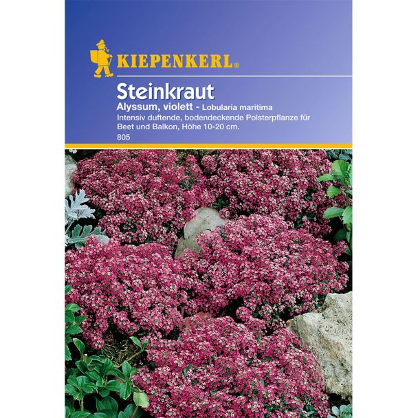 Steinkraut 'Alyssum, violett'