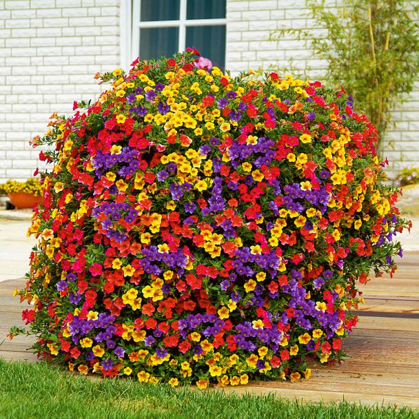 Mini-Hänge-Petunien New Celebration® 'Carneval'
