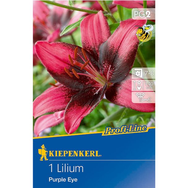 Lilie Purple Eye