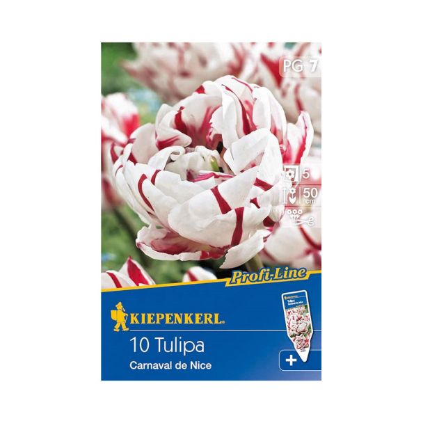 Gefüllte Tulpe `Carnaval de Nice` - Blumenzwiebel