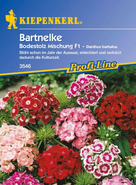 Bartnelken 'Bodestolz Mischung' F1