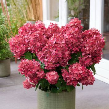 Rispen-Hortensie Bloody® Marie