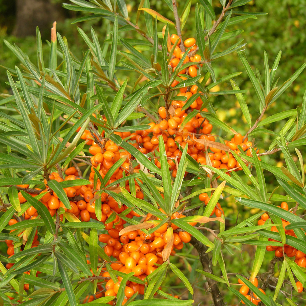 ZwergSanddorn Duo männl/weibl. Blüh & Ziergehölze Sträucher