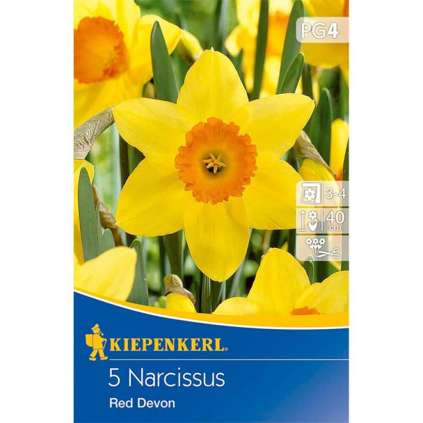 Narzisse `Red Devon` - Blumenzwiebel