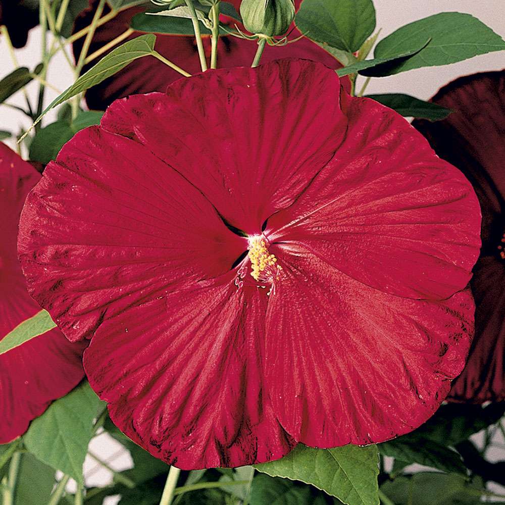 RiesenStaudenHibiskus 'Fireball' Stauden hoch Blühstauden