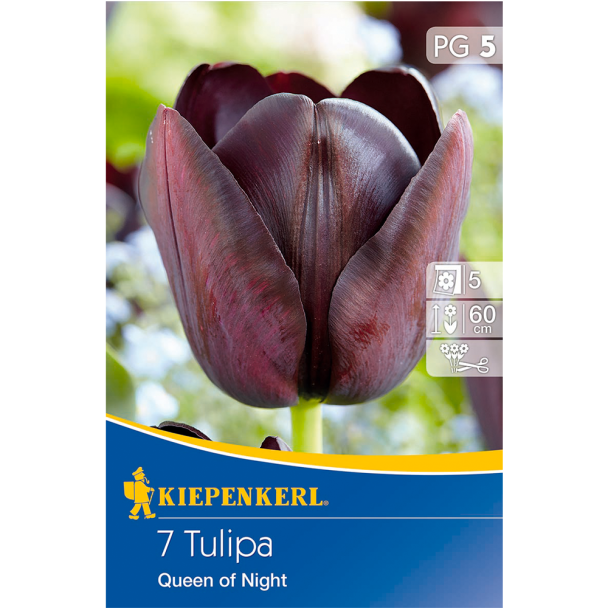 Späte Tulpen 'Königin der Nacht'