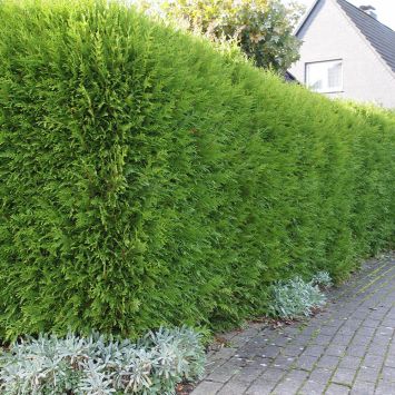 Thuja Brabant