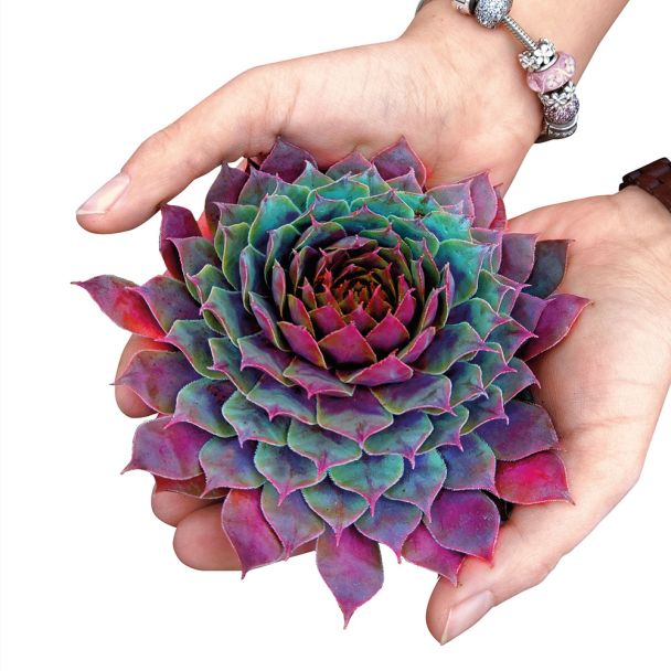 Sempervivum Red Beauty