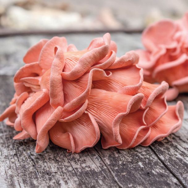 BIO Rosenseitling Fertigkultur