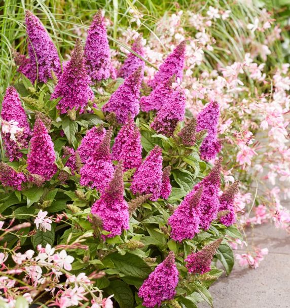 Sommerflieder Candy Little Cerise