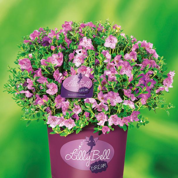 Zwerg-Rhododendron Lilly Bell 'Dream'