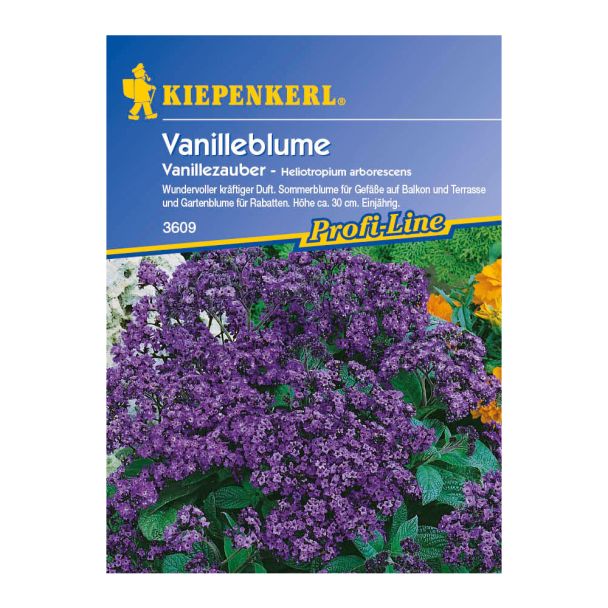 Vanilleblume 'Vanillezauber'