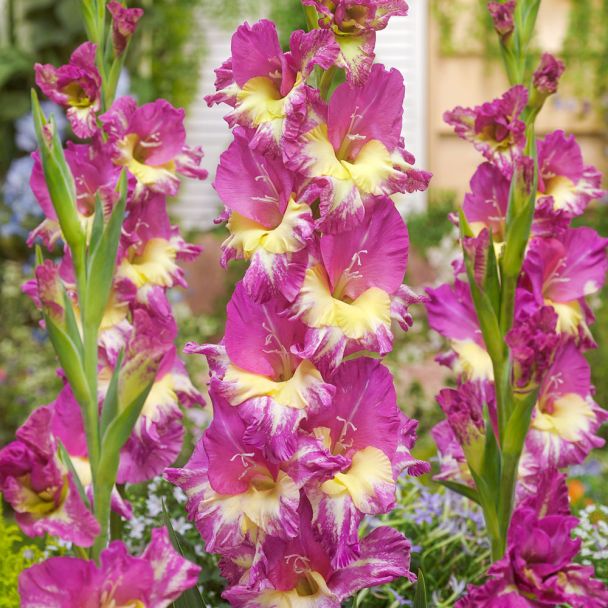 Gladiole Femme Fatale