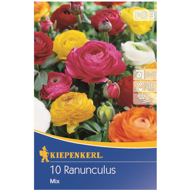 Ranunculus-Mix