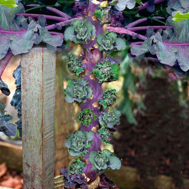 'Flower Sprout®' - bunte Pflück-Röschen